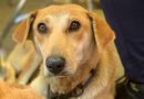 Gobierno de la Ciudad atiende a mascotas en Guadalupe Xonacatepec y Romero Vargas