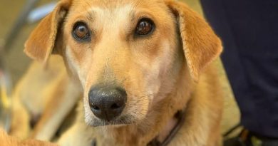 Gobierno de la Ciudad atiende a mascotas en Guadalupe Xonacatepec y Romero Vargas