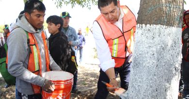 Asegura gobierno estatal que con caleo se protege a los árboles de plagas y enfermedades