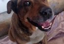 Centro de Bienestar Animal atiende a lomito agredido con arma punzocortante