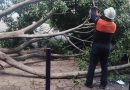 Lluvias provocan caída de árboles en Puebla; Protección Civil atiende emergencias en Xonaca y Moctezuma