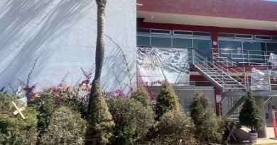 Última semana del programa Verde Navidad en Cuautlancingo