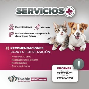 BANNERS_animales_800X800