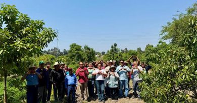 Gobierno del Estado fortalece la producción de aguacate poblano