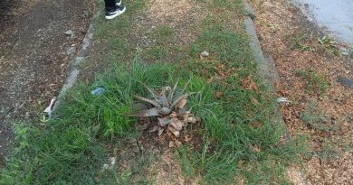 Acción Nacional presenta denuncias por presunta tala ilegal de árboles en Bosques de San Sebastián