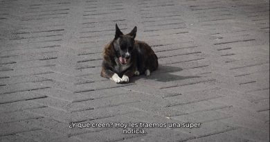 Roberto Solís inicia protocolo de resguardo y adopción para perritos comunitarios del zócalo de Huejotzingo