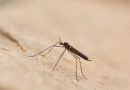Temporada de lluvias favorece la proliferación de mosquitos y otras plagas urbanas: especialista IBERO Puebla