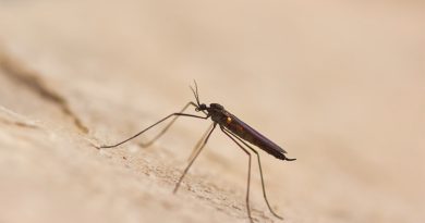 Temporada de lluvias favorece la proliferación de mosquitos y otras plagas urbanas: especialista IBERO Puebla