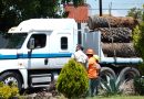 Gobierno de la ciudad colaboracon Africam Safari para dar segundo uso a palmeras retiradas en La Paz