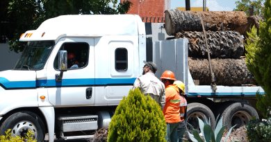 Gobierno de la ciudad colaboracon Africam Safari para dar segundo uso a palmeras retiradas en La Paz
