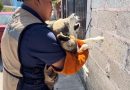 Gobierno de Xiutetelco fortalece el bienestar animal con atención veterinaria y seguimiento responsable