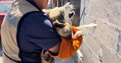 Gobierno de Xiutetelco fortalece el bienestar animal con atención veterinaria y seguimiento responsable